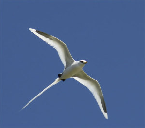 A bosun bird