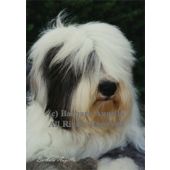 Old English Sheepdog Garden Flag